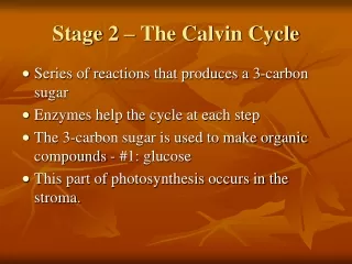 Stage 2 – The Calvin Cycle