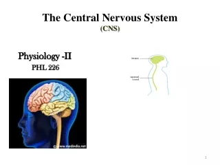 The Central Nervous System  (CNS)