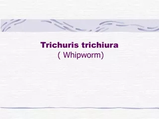Trichuris trichiura  ( Whipworm)