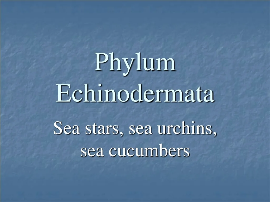 PPT - Phylum Echinodermata PowerPoint Presentation, free download - ID ...