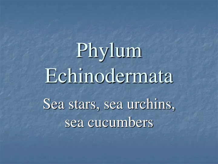 phylum echinodermata