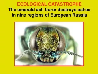 ECOLOGICAL CATASTROPHE The emerald ash borer destroys ashes in nine regions of European Russia