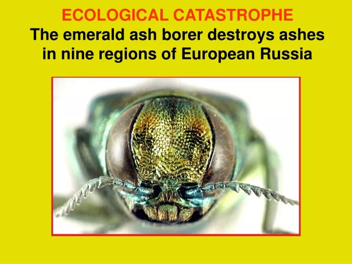 ecological catastrophe the emerald ash borer destroys ashes in nine regions of european russia