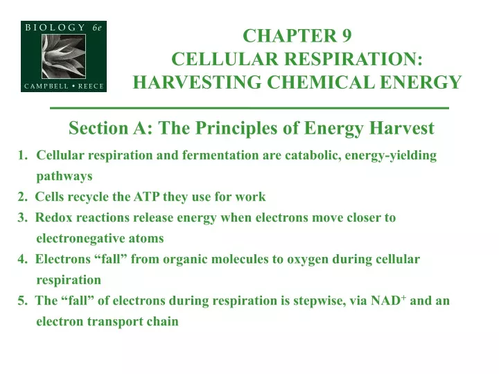 chapter 9 cellular respiration harvesting