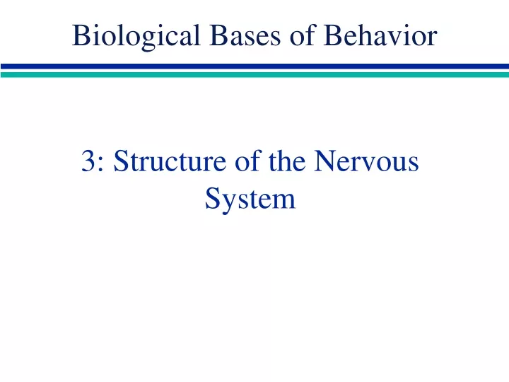 3 structure of the nervous system