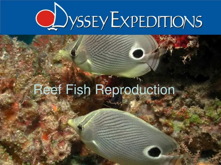 reef fish reproduction