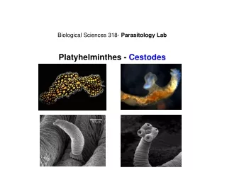 Biological Sciences 318-  Parasitology Lab Platyhelminthes -  Cestodes