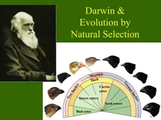 Darwin &amp; Evolution by  Natural Selection