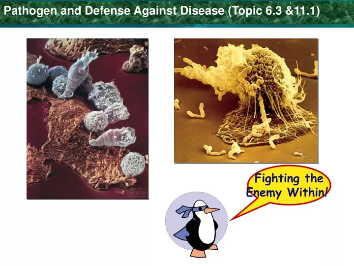 pathogen and defense against disease topic