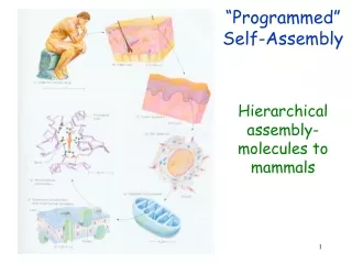 “Programmed” Self-Assembly