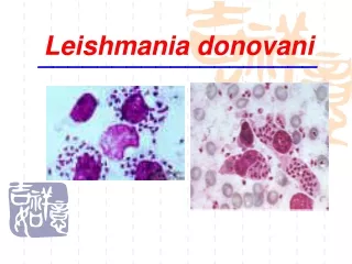 Leishmania donovani ___________________