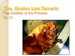 The  Golden Lion Tamarin The Smallest of the Primates By: SS