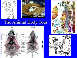 The Animal Body Tour