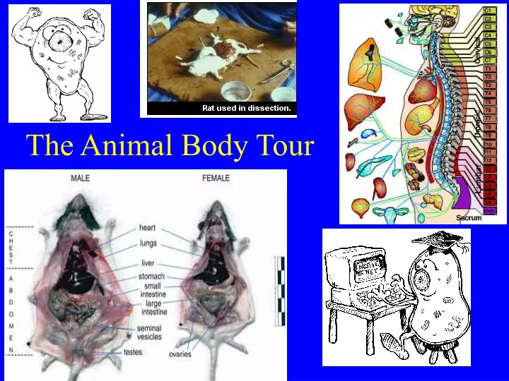 the animal body tour