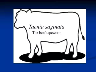 Taenia saginata Beef tapeworm /  Hookless  tapeworm Taeniasis saginata  or Beef tapeworm infection