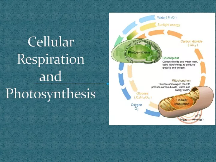 cellular respiration and photosynthesis