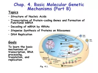 Chap. 4. Basic Molecular Genetic Mechanisms (Part B)