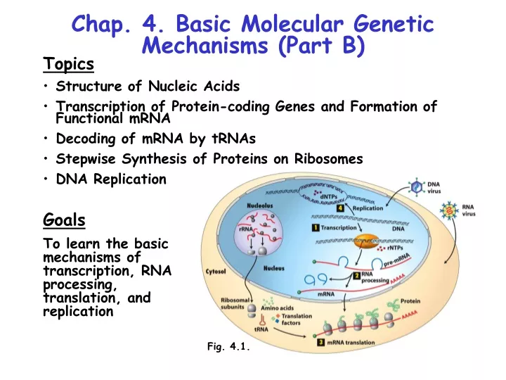 chap 4 basic molecular genetic mechanisms part b