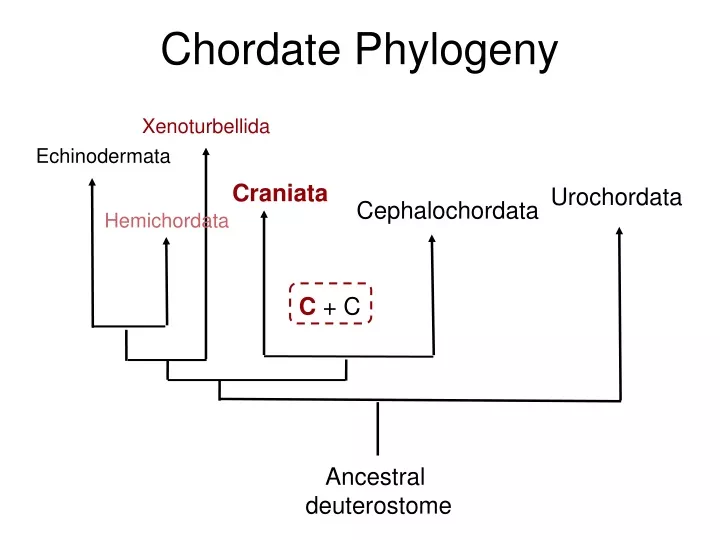 chordate phylogeny