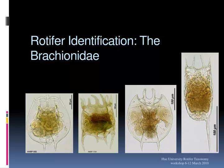 rotifer identification the brachionidae