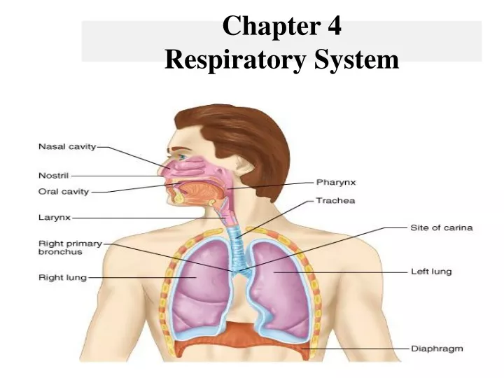 chapter 4 respiratory system