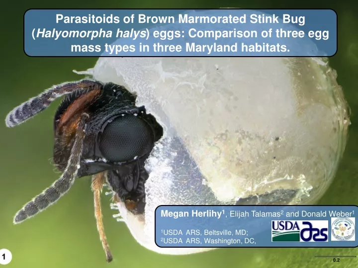 parasitoids of brown marmorated stink