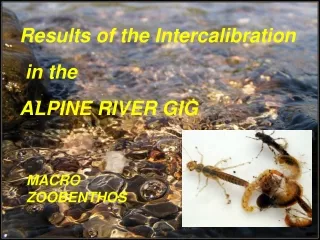 Results of the Intercalibration  in the  ALPINE RIVER GIG