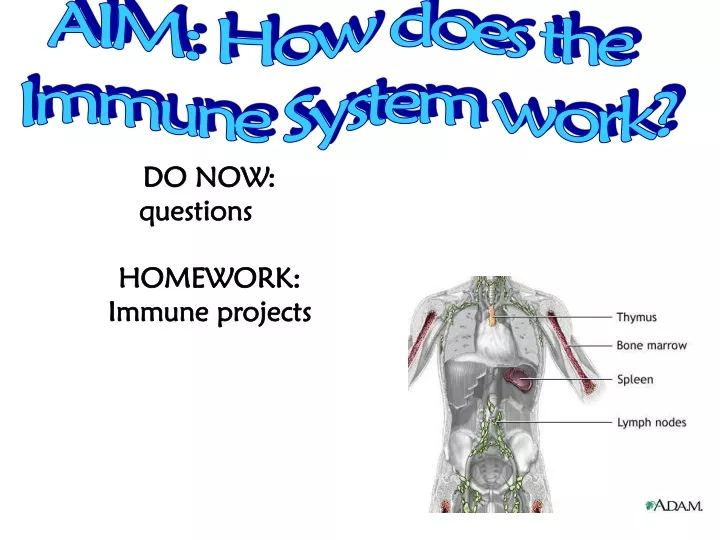 aim how does the immune system work
