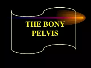 THE BONY PELVIS