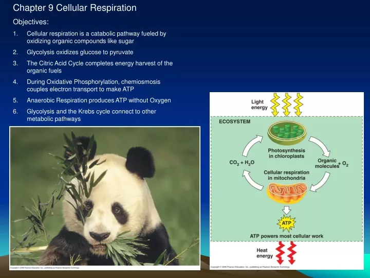 chapter 9 cellular respiration objectives