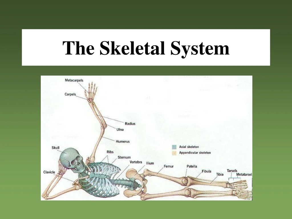 PPT - Human Skeletal System PowerPoint Presentation, free download - ID ...