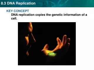 KEY CONCEPT  DNA replication copies the genetic information of a cell.