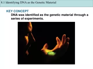 KEY CONCEPT  DNA was identified as the genetic material through a series of experiments.