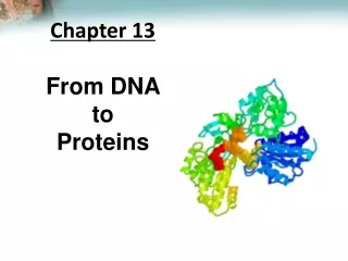 Chapter 13  From DNA  to  Proteins