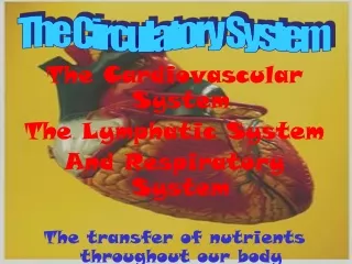 The Cardiovascular System   The Lymphatic System And Respiratory System