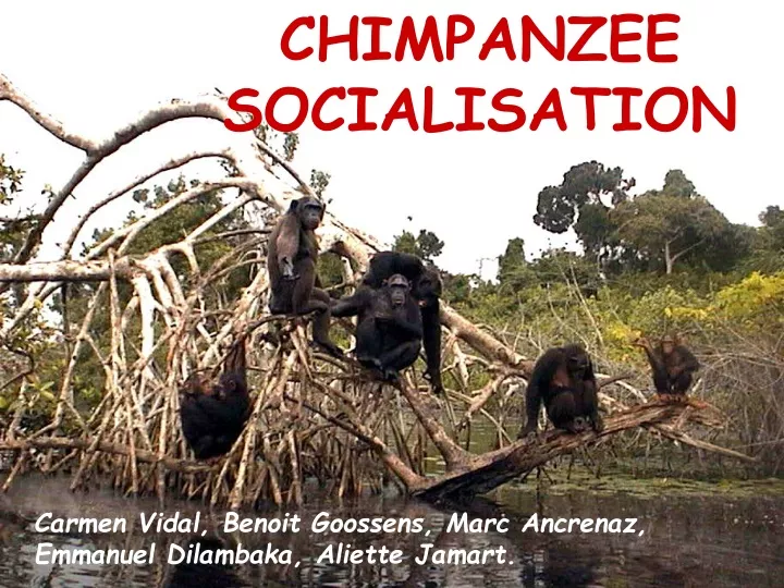 chimpanzee socialisation