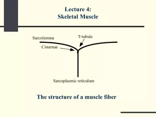 The structure of a muscle fiber