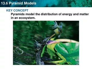 KEY CONCEPT  Pyramids model the distribution of energy and matter in an ecosystem.
