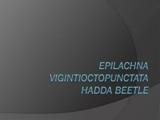 Epilachna vigintioctopunctata HADDA beetle