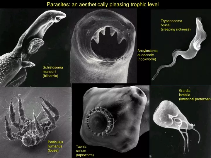 parasites an aesthetically pleasing trophic level