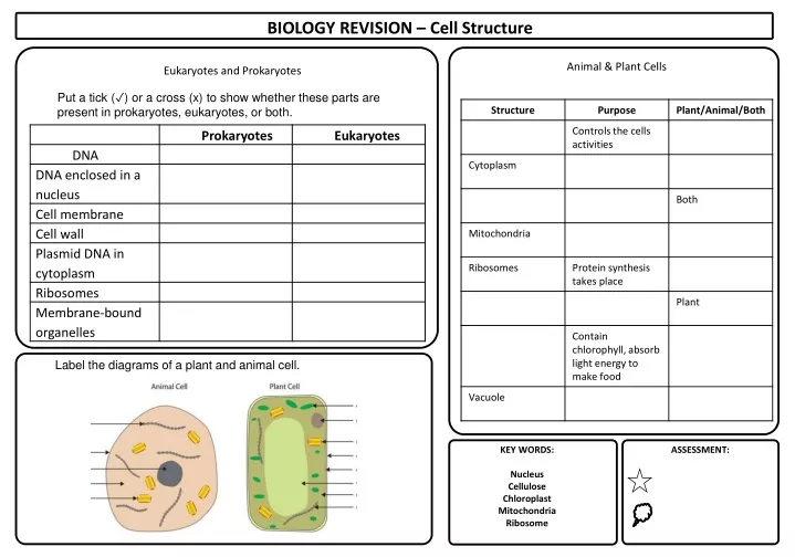 biology revision cell structure