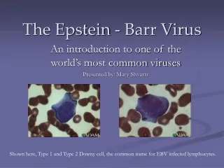 The Epstein - Barr Virus