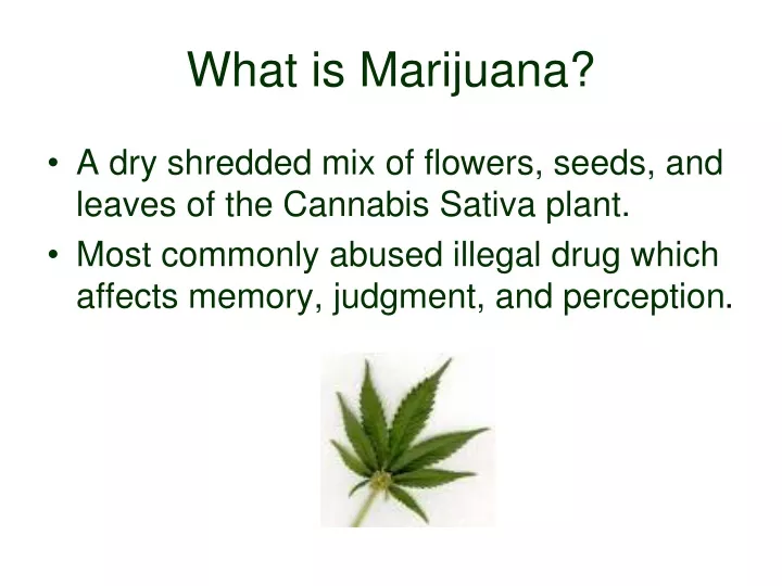 what is marijuana