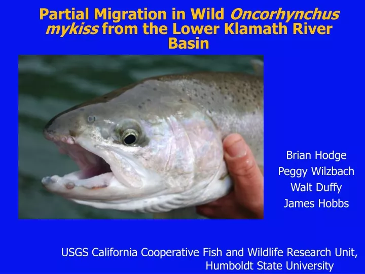 partial migration in wild oncorhynchus mykiss