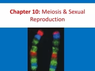 Chapter 10:  Meiosis &amp; Sexual Reproduction