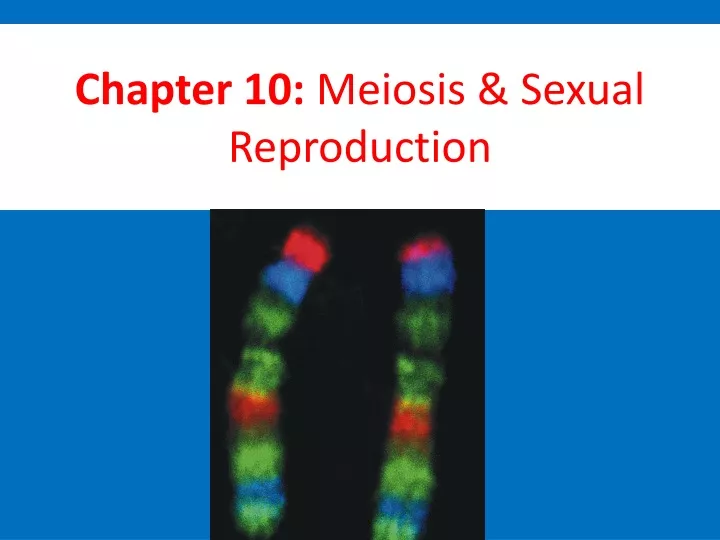 chapter 10 meiosis sexual reproduction
