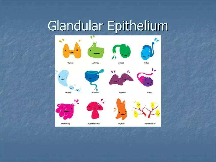 glandular epithelium