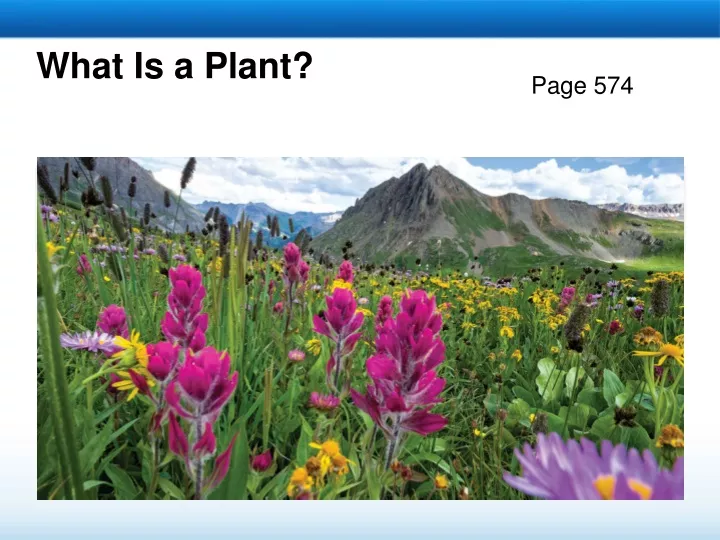 what is a plant