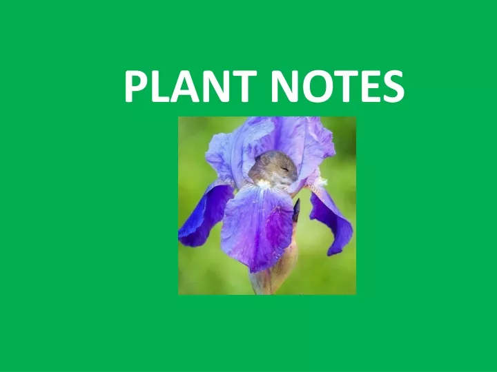 plant notes