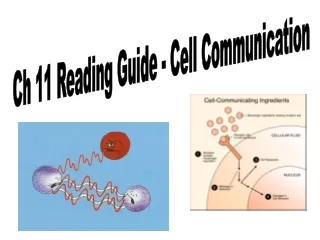 Ch 11 Reading Guide - Cell Communication